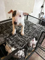 Slick Patch Ricky Dee, a male Bull Terrier for sale in Baltimore, MD – Photo 2 of 3