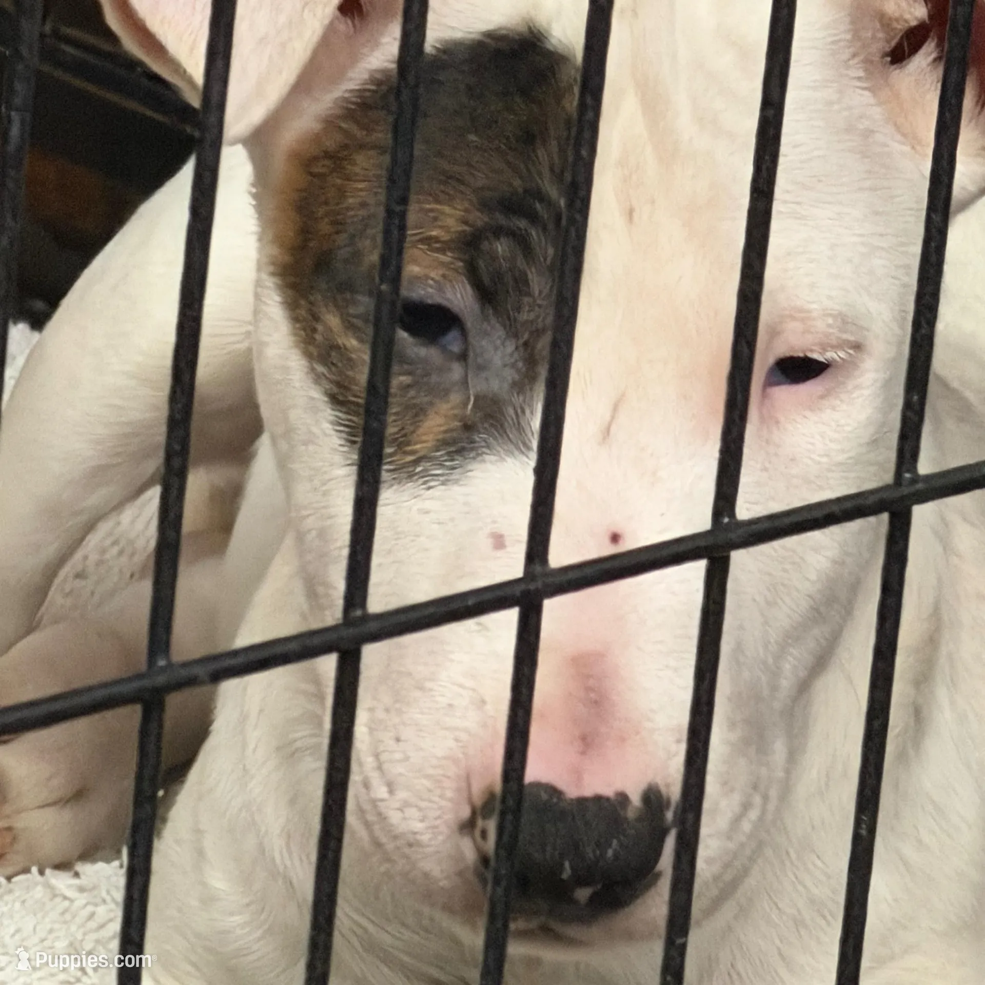 Slick Patch Ricky Dee, a male Bull Terrier for sale in Baltimore, MD – Photo 5 of 8