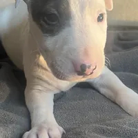 Slick Patch Ricky Dee, a male Bull Terrier for sale in Baltimore, MD – Photo 1 of 8