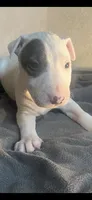 Slick Patch Ricky Dee, a male Bull Terrier for sale in Baltimore, MD – Photo 1 of 3