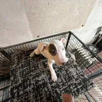 Slick Patch Ricky Dee, a male Bull Terrier for sale in Baltimore, MD – Photo 3 of 8