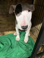 Slick Patch Ricky Dee, a male Bull Terrier for sale in Baltimore, MD – Photo 7 of 8