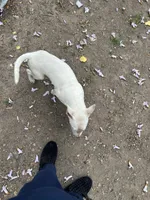 Snowy, a female Miniature Bull Terrier for sale in Baltimore, MD – 4 of 4