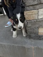 Hunter , a male Pembroke Welsh Corgi and Miniature Australian Shepherd for sale in Alamosa, CO – Photo 4 of 5