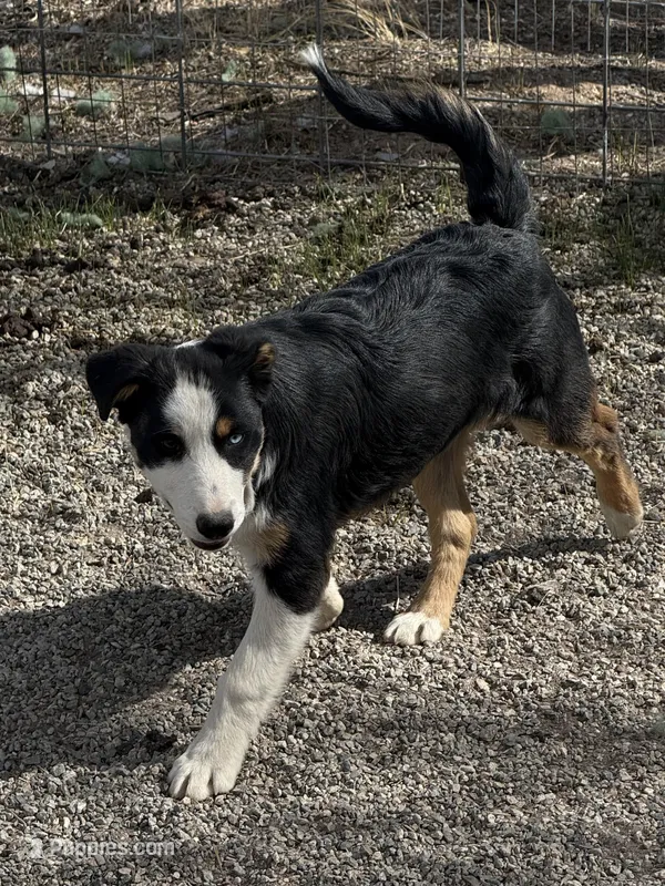Hunter , a male Pembroke Welsh Corgi and Miniature Australian Shepherd for sale in Alamosa, CO – Photo 1 of 3