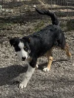 Hunter , a male Pembroke Welsh Corgi and Miniature Australian Shepherd for sale in Alamosa, CO – Photo 1 of 3
