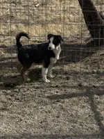 Hunter , a male Pembroke Welsh Corgi and Miniature Australian Shepherd for sale in Alamosa, CO – Photo 2 of 3