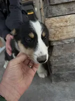 Hunter , a male Pembroke Welsh Corgi and Miniature Australian Shepherd for sale in Alamosa, CO – Photo 3 of 5