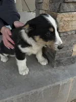 Hunter , a male Pembroke Welsh Corgi and Miniature Australian Shepherd for sale in Alamosa, CO – Photo 2 of 5