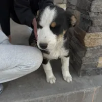 Bluey , a male Pembroke Welsh Corgi and Miniature Australian Shepherd for sale in Alamosa, CO – Photo 3 of 5