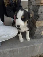 Bluey , a male Pembroke Welsh Corgi and Miniature Australian Shepherd for sale in Alamosa, CO – Photo 3 of 5