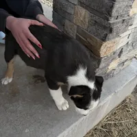 Bluey , a male Pembroke Welsh Corgi and Miniature Australian Shepherd for sale in Alamosa, CO – Photo 5 of 5