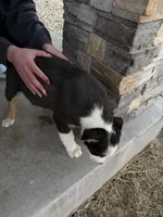 Bluey , a male Pembroke Welsh Corgi and Miniature Australian Shepherd for sale in Alamosa, CO – Photo 5 of 5