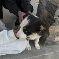 Bluey , a male Pembroke Welsh Corgi and Miniature Australian Shepherd for sale in Alamosa, CO – Photo 4 of 5