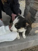 Bluey , a male Pembroke Welsh Corgi and Miniature Australian Shepherd for sale in Alamosa, CO – Photo 4 of 5