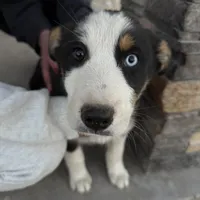 Bluey , a male Pembroke Welsh Corgi and Miniature Australian Shepherd for sale in Alamosa, CO – Photo 2 of 5