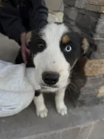 Bluey , a male Pembroke Welsh Corgi and Miniature Australian Shepherd for sale in Alamosa, CO – Photo 2 of 5