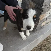 Bluey , a male Pembroke Welsh Corgi and Miniature Australian Shepherd for sale in Alamosa, CO – Photo 1 of 5