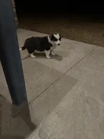 Princess , a female Pembroke Welsh Corgi and Miniature Australian Shepherd for sale in Alamosa, CO – Photo 3 of 3