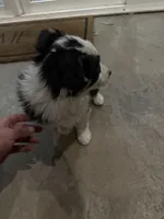 Princess , a female Pembroke Welsh Corgi and Miniature Australian Shepherd for sale in Alamosa, CO – Photo 2 of 3