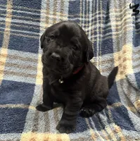 Dexter #3, a female Labrador Retriever for sale in Vernon, TX – 1 of 4