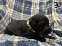 Tucker #2, a male Labrador Retriever for sale in Vernon, TX – 3 of 3