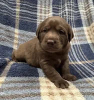 Bella, a female Labrador Retriever for sale in Vernon, TX – 4 of 5