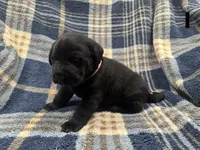 Ty #1, a male Labrador Retriever for sale in Vernon, TX – 3 of 3