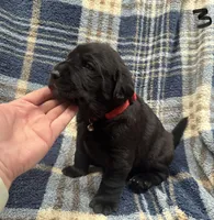 Dexter #3, a female Labrador Retriever for sale in Vernon, TX – 2 of 4