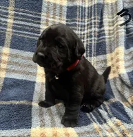 Dexter #3, a female Labrador Retriever for sale in Vernon, TX – 3 of 4