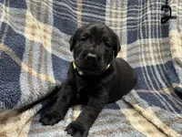 Tucker #2, a male Labrador Retriever for sale in Vernon, TX – 2 of 3