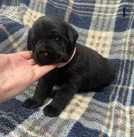 Ty #1, a male Labrador Retriever for sale in Vernon, TX – 2 of 3
