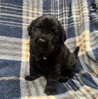 Dexter #3, a female Labrador Retriever for sale in Vernon, TX – 4 of 4