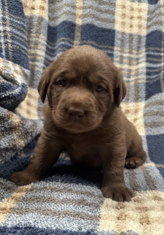 Bella – Labrador Retriever puppy on hold in Vernon, TX