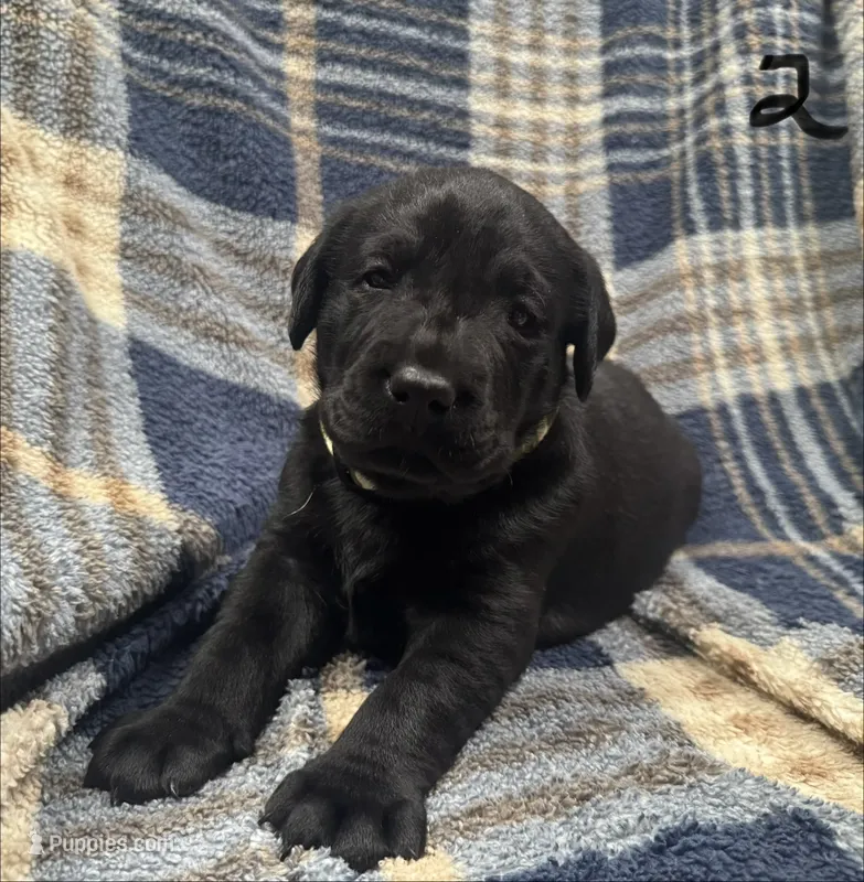 Tucker #2 – Labrador Retriever puppy for sale in Vernon, TX