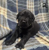 Tucker #2, a male Labrador Retriever for sale in Vernon, TX – 1 of 3