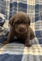 Bella, a female Labrador Retriever for sale in Vernon, TX – 5 of 5