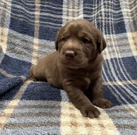 Bella, a female Labrador Retriever for sale in Vernon, TX – 3 of 5