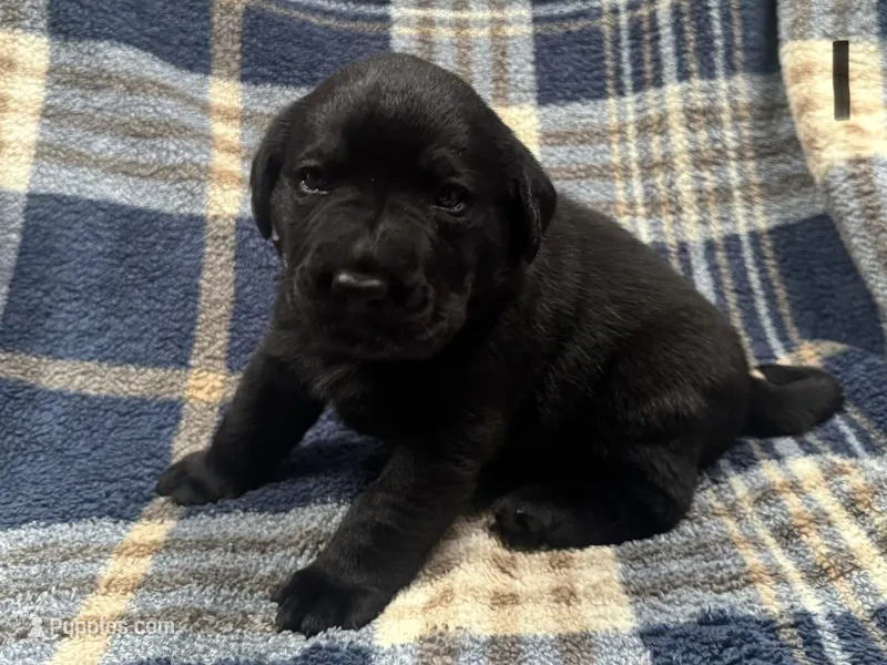 Ty #1 – Labrador Retriever puppy for sale in Vernon, TX