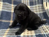 Ty #1, a male Labrador Retriever for sale in Vernon, TX – 1 of 3