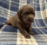 Bella, a female Labrador Retriever for sale in Vernon, TX – 2 of 5