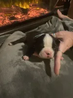 Rudolph, a male Boston Terrier for sale in Tulsa, OK – Photo 2 of 3