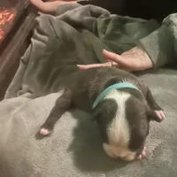 Rudolph, a male Boston Terrier for sale in Tulsa, OK – Photo 1 of 5