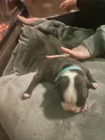 Rudolph, a male Boston Terrier for sale in Tulsa, OK – Photo 3 of 3