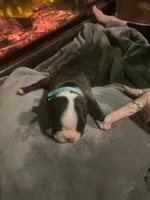 Rudolph, a male Boston Terrier for sale in Tulsa, OK – Photo 1 of 3