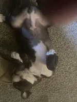 Rudolph, a male Boston Terrier for sale in Tulsa, OK – Photo 5 of 5