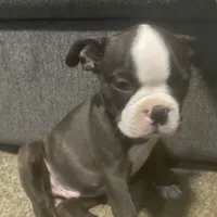 Rudolph, a male Boston Terrier for sale in Tulsa, OK – Photo 4 of 5