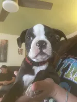 Rudolph, a male Boston Terrier for sale in Tulsa, OK – Photo 2 of 5