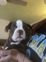 Rudolph, a male Boston Terrier for sale in Tulsa, OK – Photo 3 of 5