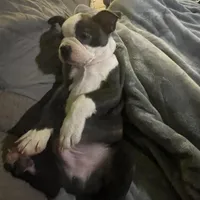 Dancer, a male Boston Terrier for sale in Tulsa, OK – Photo 5 of 5